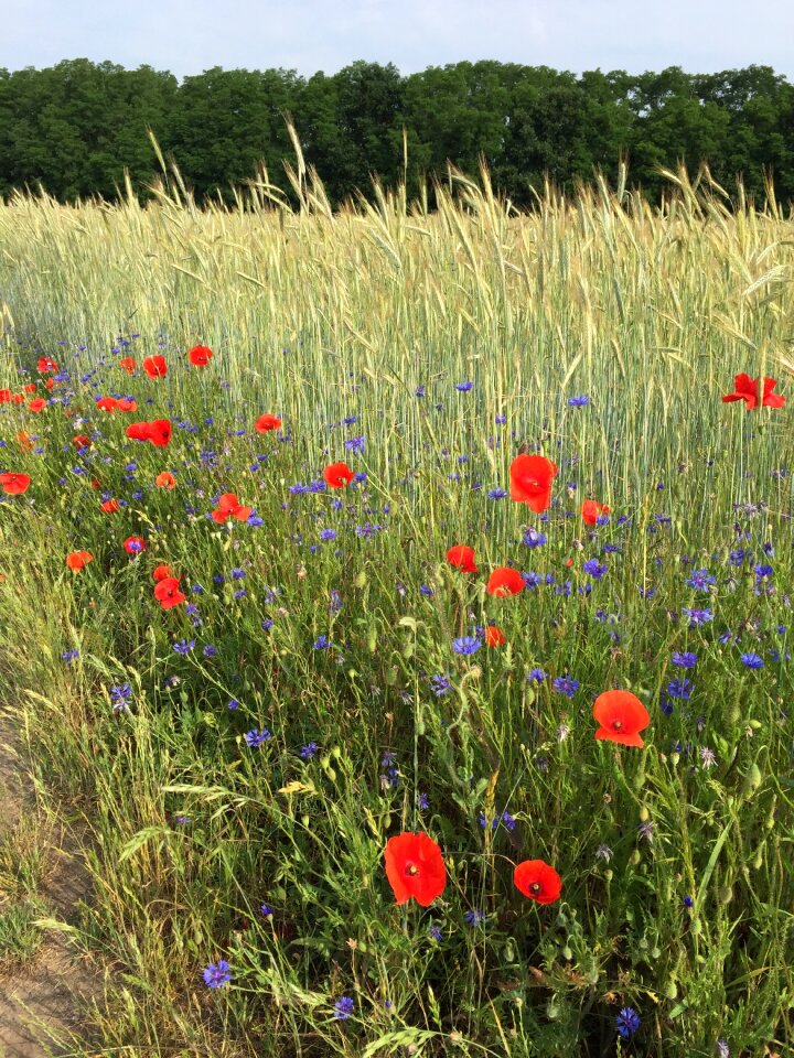 Poppies flowering plant hiking