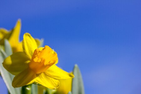 Blue sky spring flower