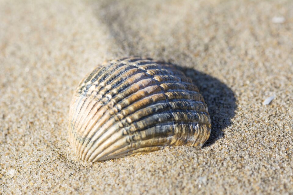 Shells nature sea