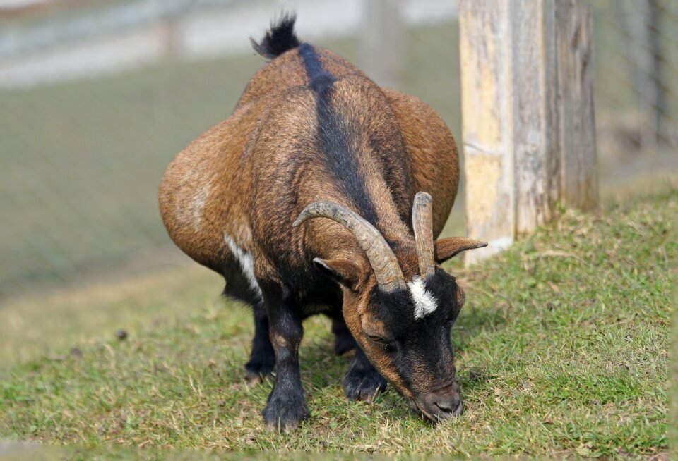 Pet paarhufer livestock
