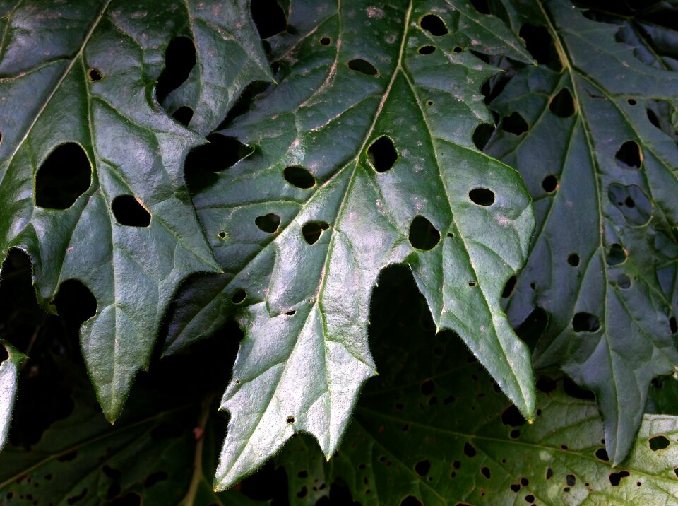 Perforated sheet green leaf leaf