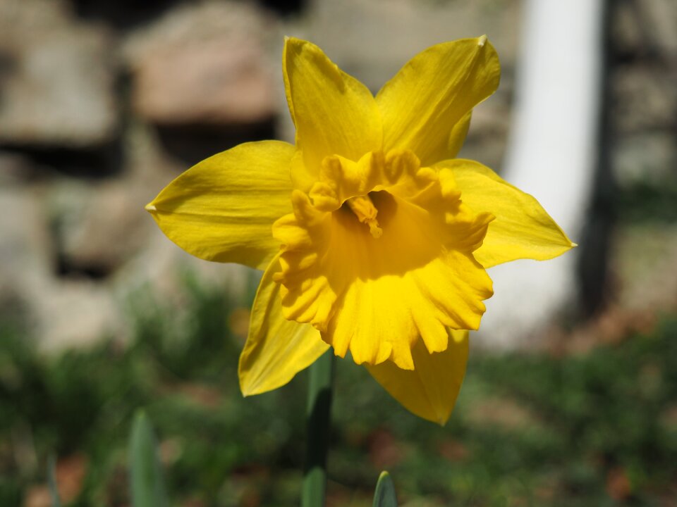 Nature plant narcissus