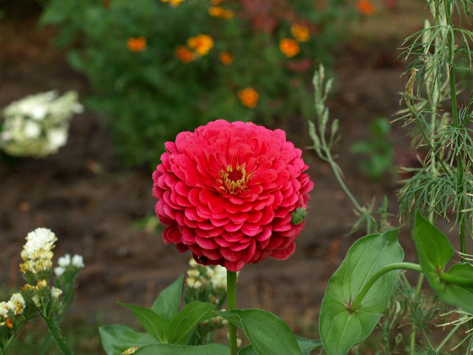 Flower flowering the plot