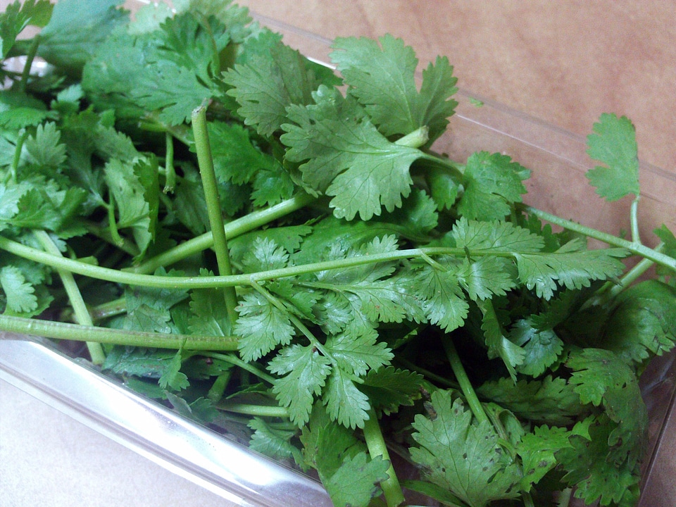 Cilantro aromatic herbs spices