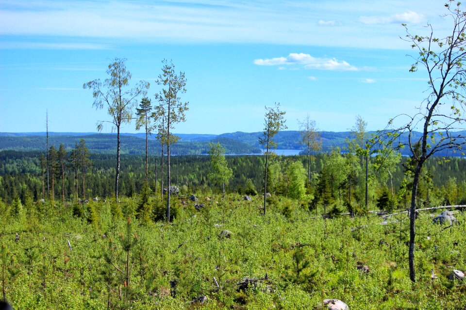 Sky summer forest photo