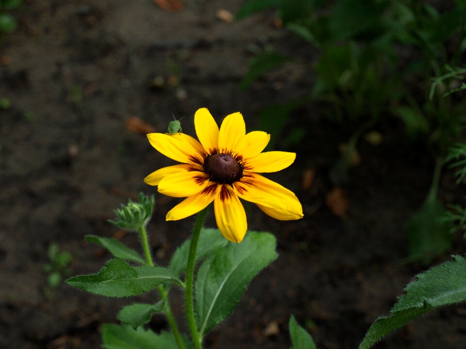 Flowers flowering the plot