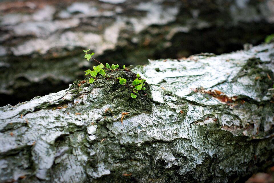 The bark birch spring