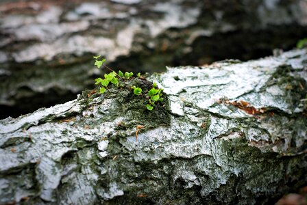 The bark birch spring photo