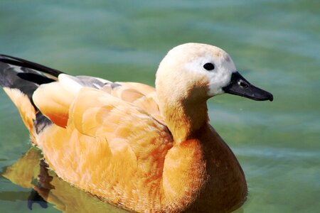 Water nature waterfowl