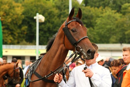 Horse head saddle horse equestrian photo