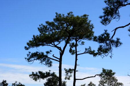 Cliff sky two pine