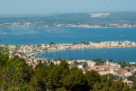 Sète mediterranean oyster