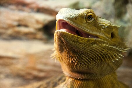 Fauna gad lizard