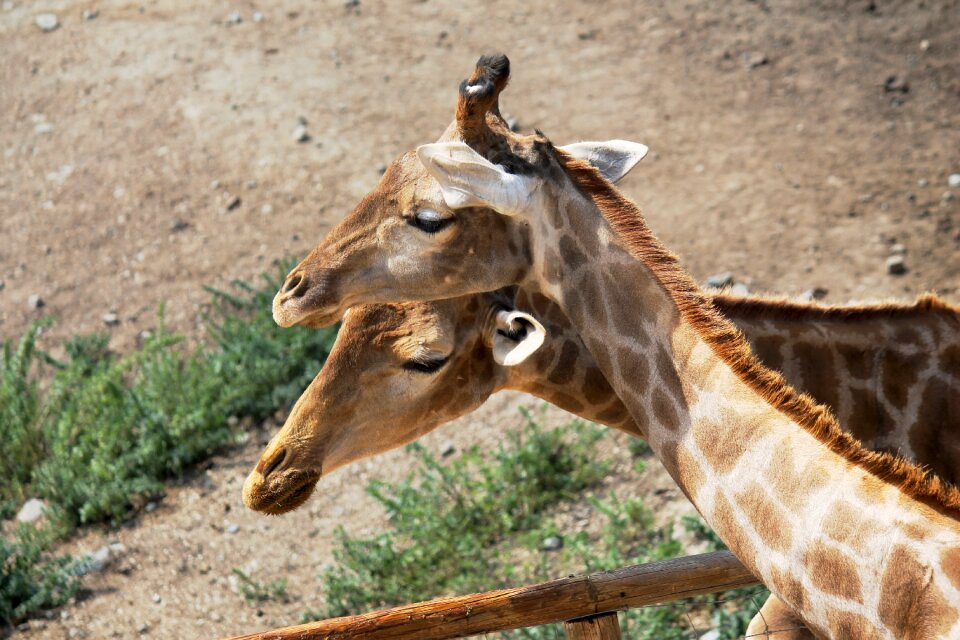 Animal nature head