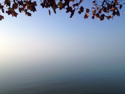 Autumn leaves sea