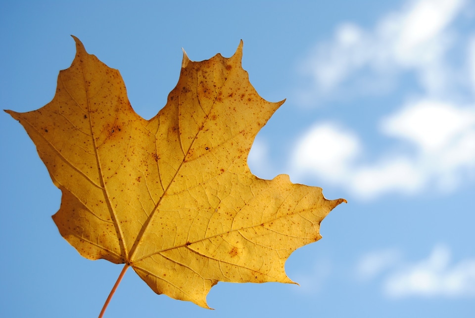 Season color yellow