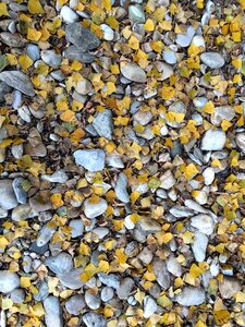 Pebble many leaves