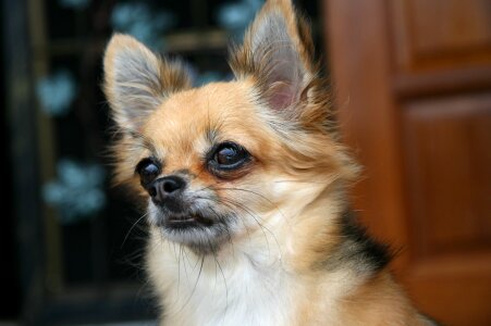 Shih tzu dog small dogs