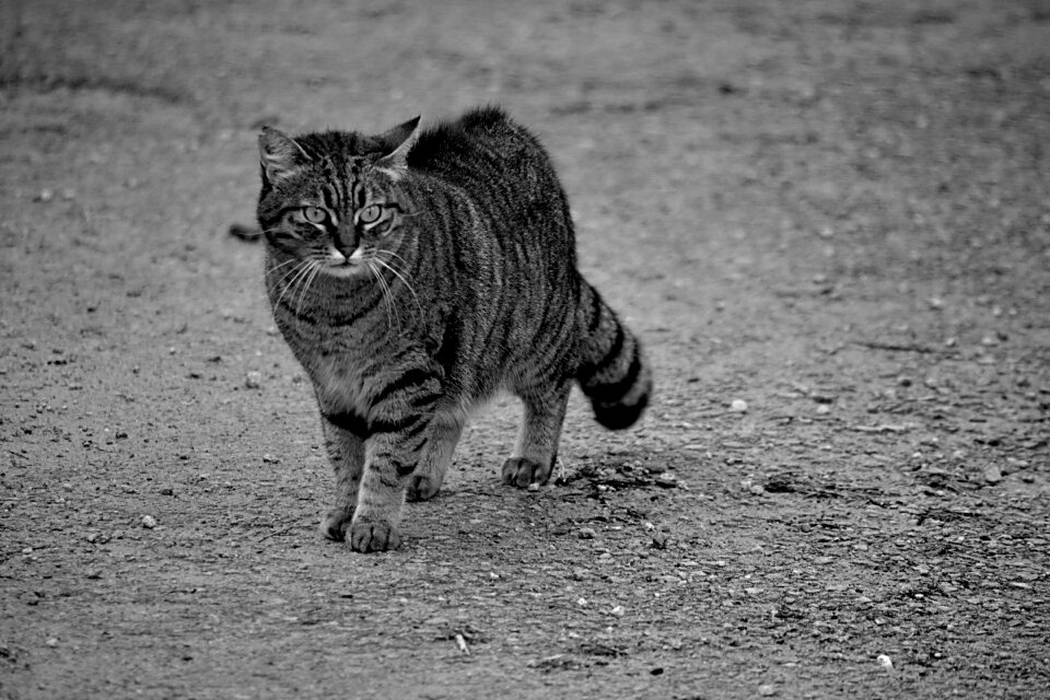 Animals fauna black and white