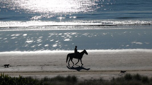 Dogs mount maunganui