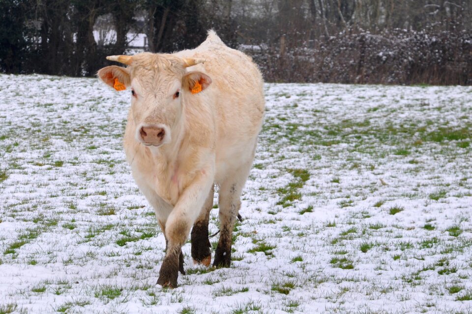 Field cattle animals