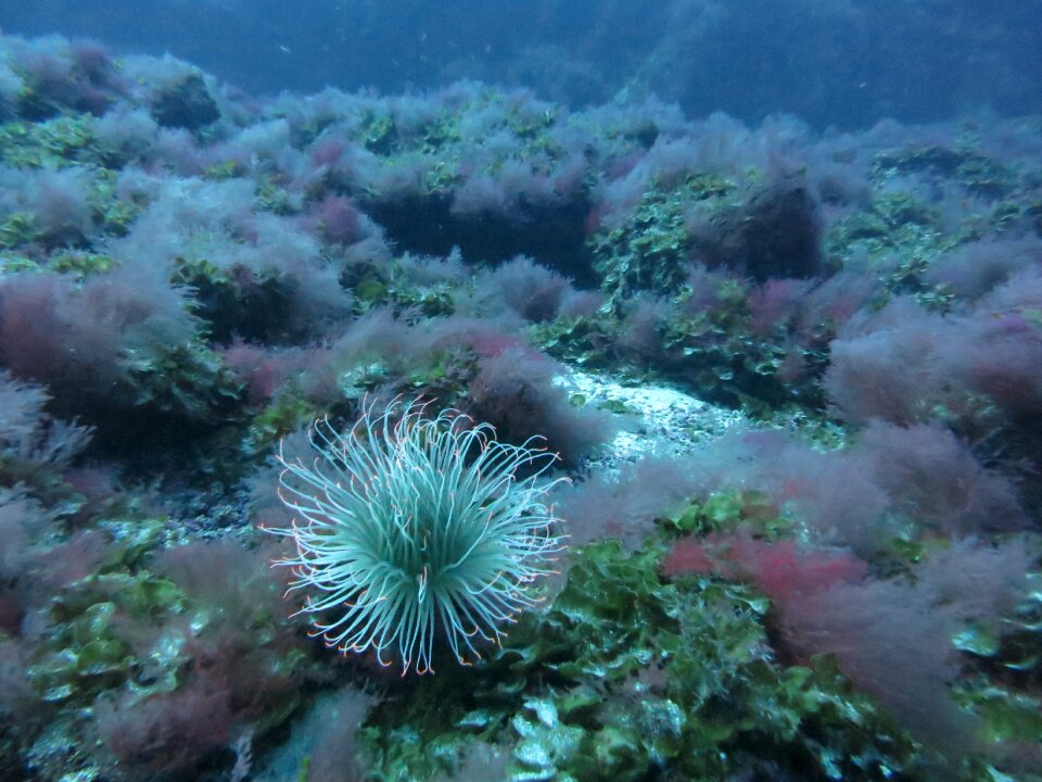 Water meeresbewohner diving