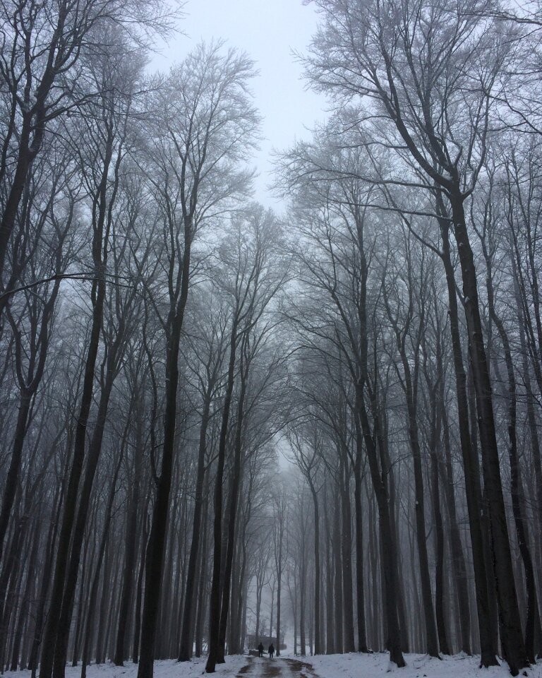 Forest nature high
