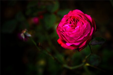 Dark petal garden photo