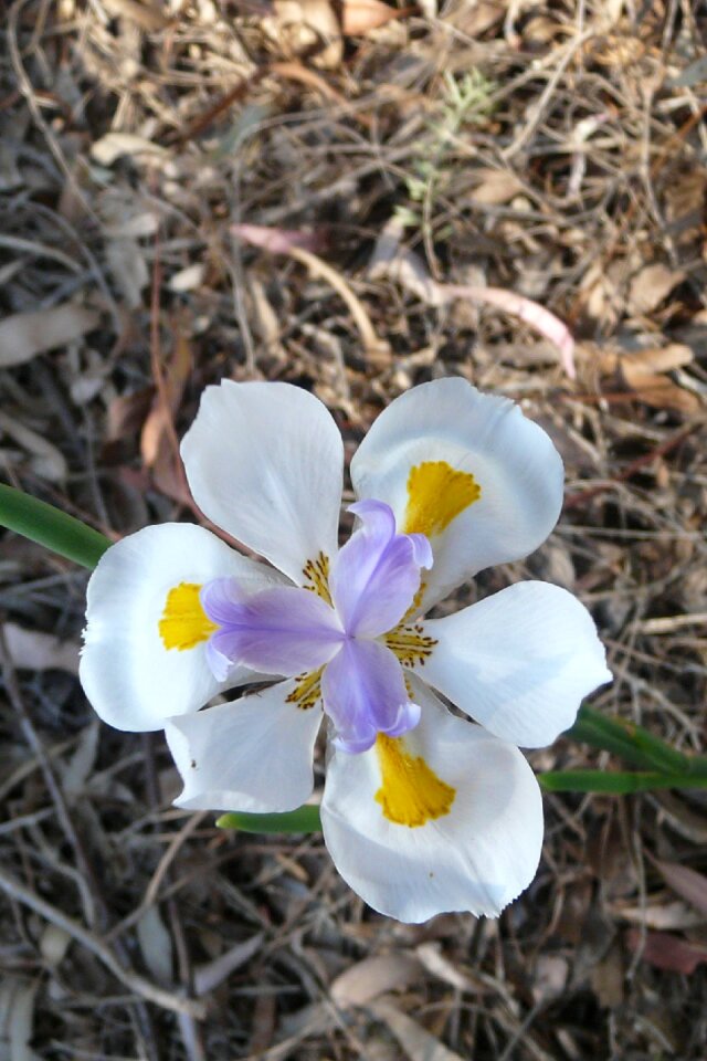 Nature bloom