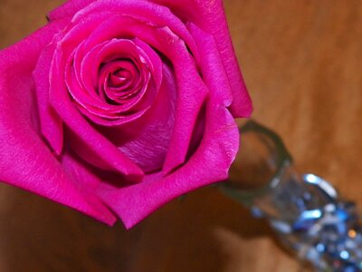 Nature love petal