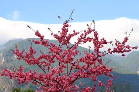Cherry blossom spring plant photo