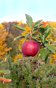 Agriculture harvest autumn