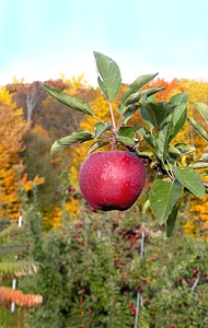 Agriculture harvest autumn photo