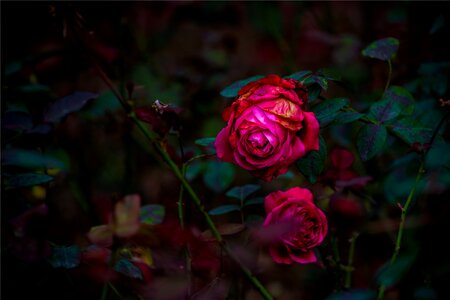 Dark petal garden photo