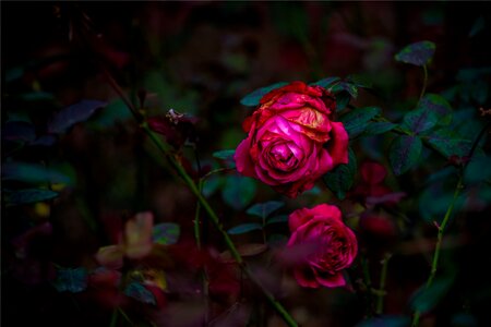 Dark petal garden