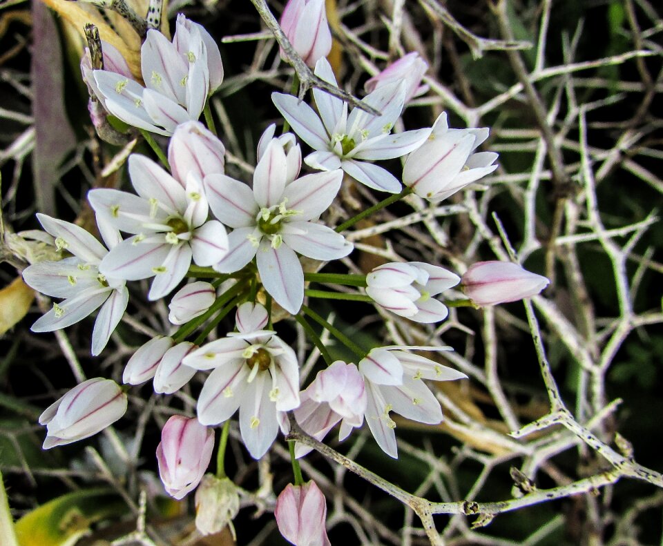 White nature flora