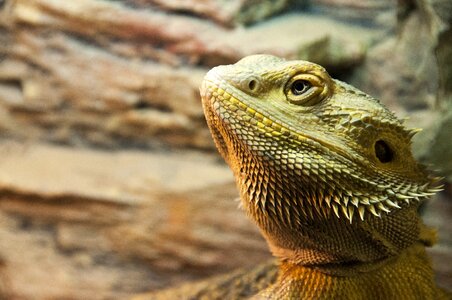 Fauna gad lizard