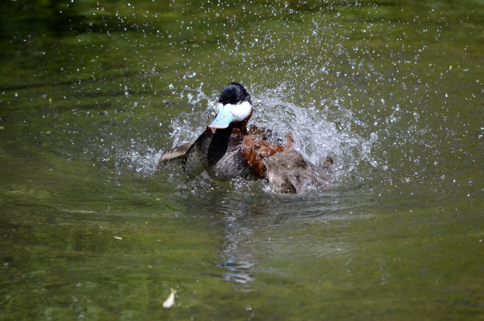 Water bird nature drake