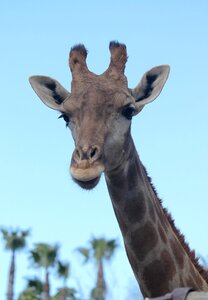 Animal nature head