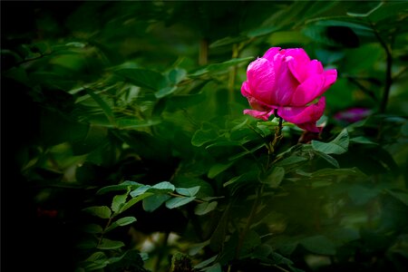 Garden petal powder