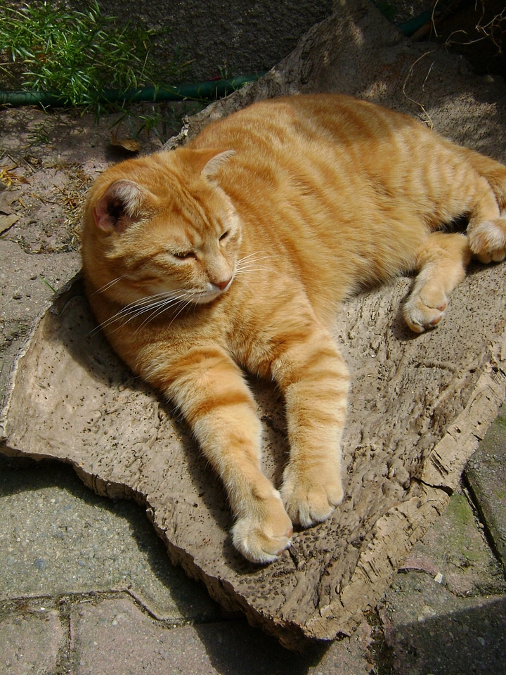 Feline nap happiness