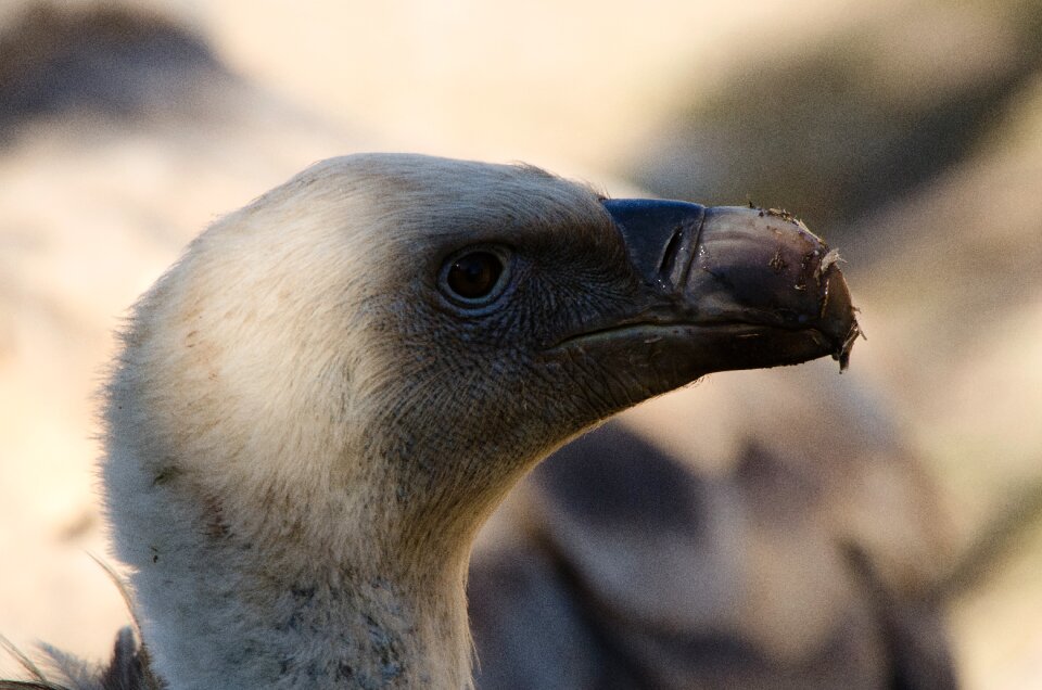 Birds raptor bill photo