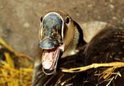 Domestic goose animal bill photo
