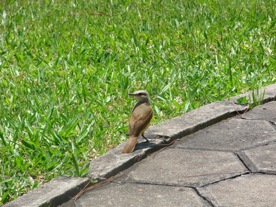 Bem-te-vi bird brazilian