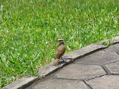 Bem-te-vi bird brazilian photo