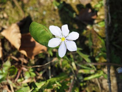 Spring nature plant
