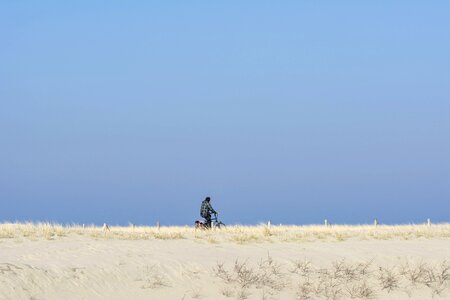Dune marram grass netherlands photo
