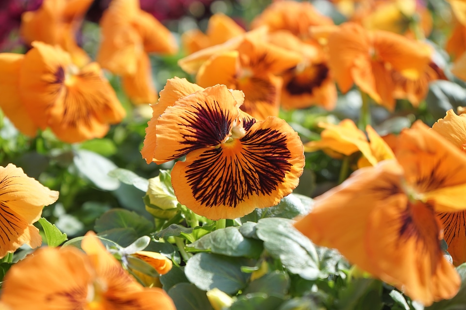 Bloom orange violet