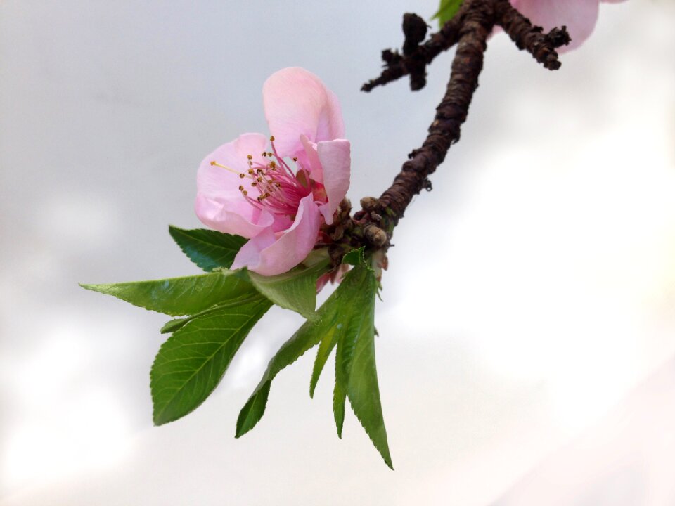 Pink flower spring flowering