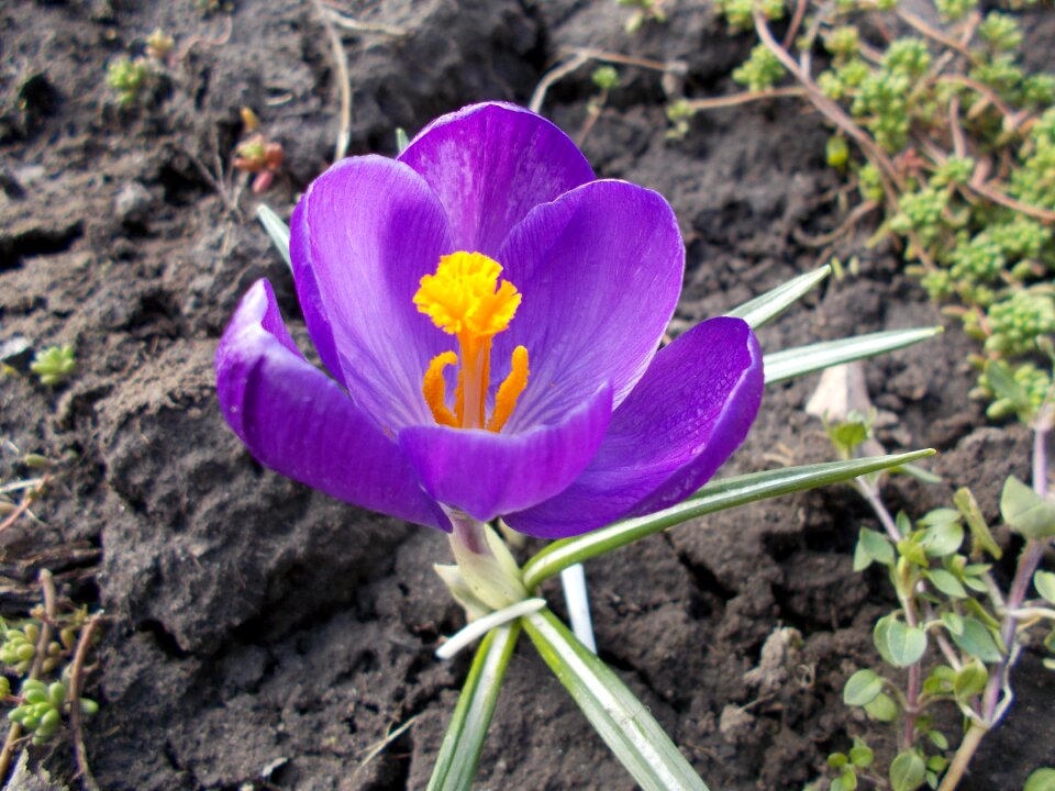 Crocus flowers spring
